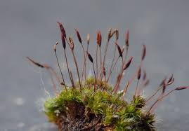 Attēlu rezultāti vaicājumam “Pohlia nutans sporophyte”