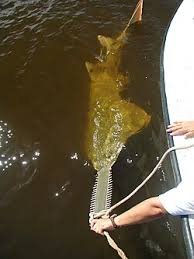 Image result for Pristis pristis