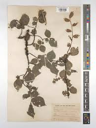 Attēlu rezultāti vaicājumam “Ulmus minor f. suberosa”