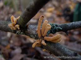 Attēlu rezultāti vaicājumam “Macrotyphula fistulosa”