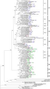 Image result for Melanoleuca rasilis var. pseudoluscina