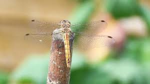 Attēlu rezultāti vaicājumam “Sympetrum vulgatum”