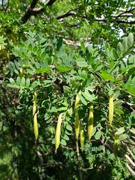 Attēlu rezultāti vaicājumam “Caragana arborescens fruit”