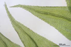 Attēlu rezultāti vaicājumam “Sciuro-hypnum”