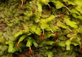 Attēlu rezultāti vaicājumam “Radula complanata sporophyte”