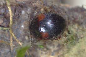 Attēlu rezultāti vaicājumam “Anisotoma humeralis”