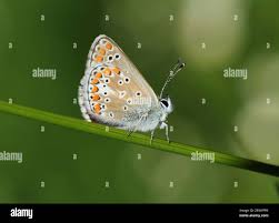 Attēlu rezultāti vaicājumam “Aricia artaxerxes”