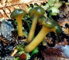 Attēlu rezultāti vaicājumam “Leotia lubrica”