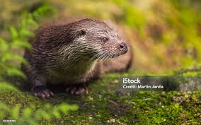 Attēlu rezultāti vaicājumam “Lutra lutra”