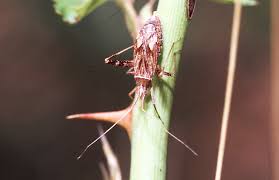 Attēlu rezultāti vaicājumam “Phytocoris varipes”