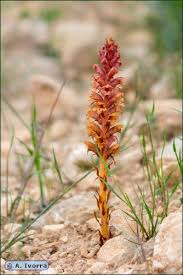 Attēlu rezultāti vaicājumam “Orobanche elatior”