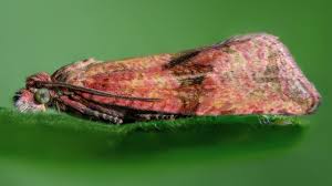 Attēlu rezultāti vaicājumam “Celypha striana”