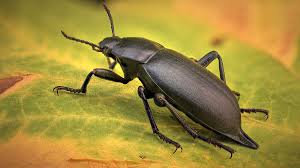 Attēlu rezultāti vaicājumam “Blaps mortisaga”