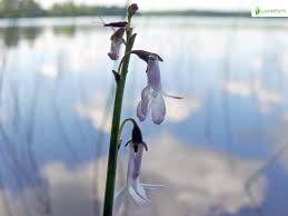 Attēlu rezultāti vaicājumam “Lobelia dortmanna leaf”