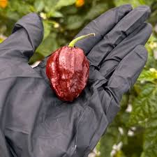 Afbeeldingsresultaat voor 7 pot hot pepper