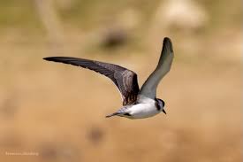 Attēlu rezultāti vaicājumam “Chlidonias niger eggs”