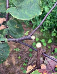 Attēlu rezultāti vaicājumam “Trichia ambigua stalked”