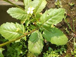 Attēlu rezultāti vaicājumam “Sinapis arvensis leaf”