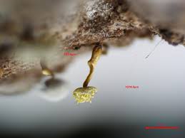 Attēlu rezultāti vaicājumam “Physarum obscurum young”