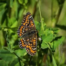 Attēlu rezultāti vaicājumam “Euphydryas maturna underside”