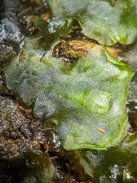 Attēlu rezultāti vaicājumam “Leucodon sciuroides”