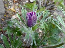 Attēlu rezultāti vaicājumam “Pulsatilla pratensis leaf”