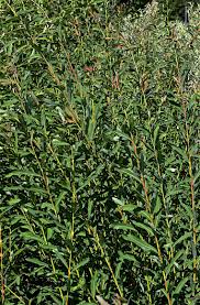 Attēlu rezultāti vaicājumam “Salix purpurea”