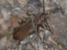 Attēlu rezultāti vaicājumam “Criocephalus rusticus”