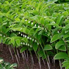 Attēlu rezultāti vaicājumam “Polygonatum odoratum flower”