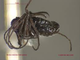 Attēlu rezultāti vaicājumam “Boreus”