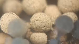 Attēlu rezultāti vaicājumam “Cribraria macrocarpa young”