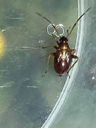 Attēlu rezultāti vaicājumam “Adelphocoris seticornis”