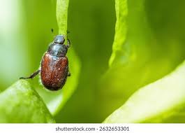 Attēlu rezultāti vaicājumam “Phyllopertha horticola”