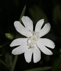 Attēlu rezultāti vaicājumam “Silene latifolia subsp. alba flower”