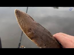 Image result for Scaphirhynchus platorynchus
