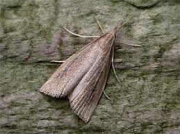 Attēlu rezultāti vaicājumam “Donacaula mucronella”