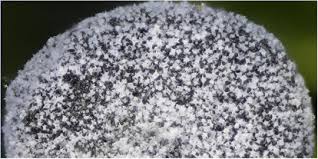 Attēlu rezultāti vaicājumam “Badhamiopsis ainoae macro”