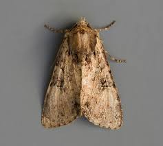 Attēlu rezultāti vaicājumam “Apamea epomidion”