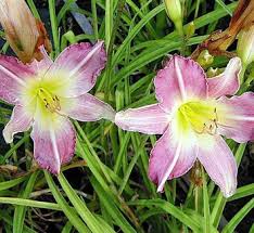 Attēlu rezultāti vaicājumam “Hemerocallis lilioasphodelus flower”