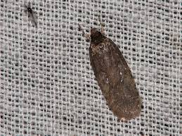Attēlu rezultāti vaicājumam “Agonopterix ciliella imago”