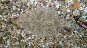 Image result for Paralichthys albigutta