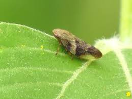 Attēlu rezultāti vaicājumam “Aphrophora alni nymph”