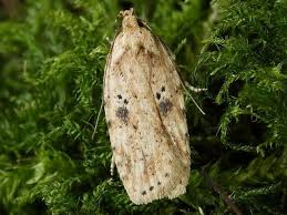 Attēlu rezultāti vaicājumam “Agonopterix aranella”