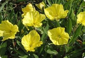 Image result for Oenothera odorata