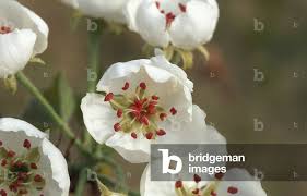 Attēlu rezultāti vaicājumam “Pyrus communis flower”