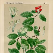 Attēlu rezultāti vaicājumam “Lonicera xylosteum flower”