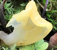 Attēlu rezultāti vaicājumam “Spathularia flavida”