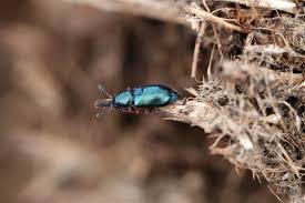 Attēlu rezultāti vaicājumam “Necrobia violacea”