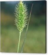 Attēlu rezultāti vaicājumam “Setaria glauca”