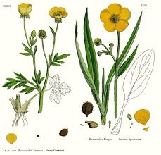 Attēlu rezultāti vaicājumam “Ranunculaceae”